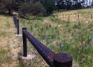 revegetation fencing