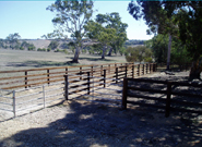 cattle yards